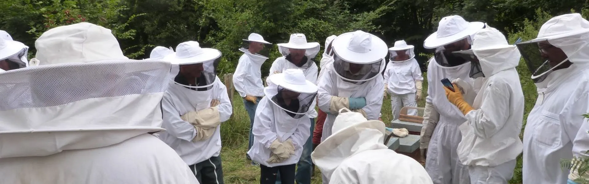 Canicule : S au S abeilles