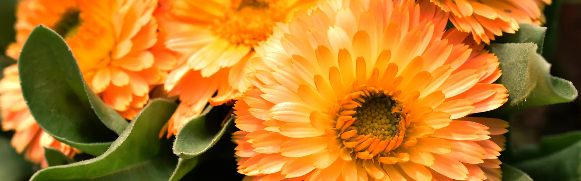 Plantes compagnes
