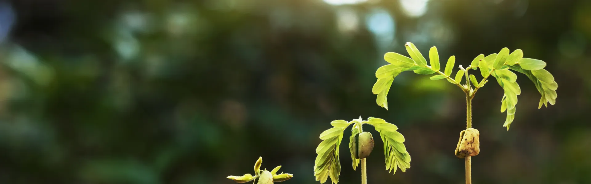 bouturage