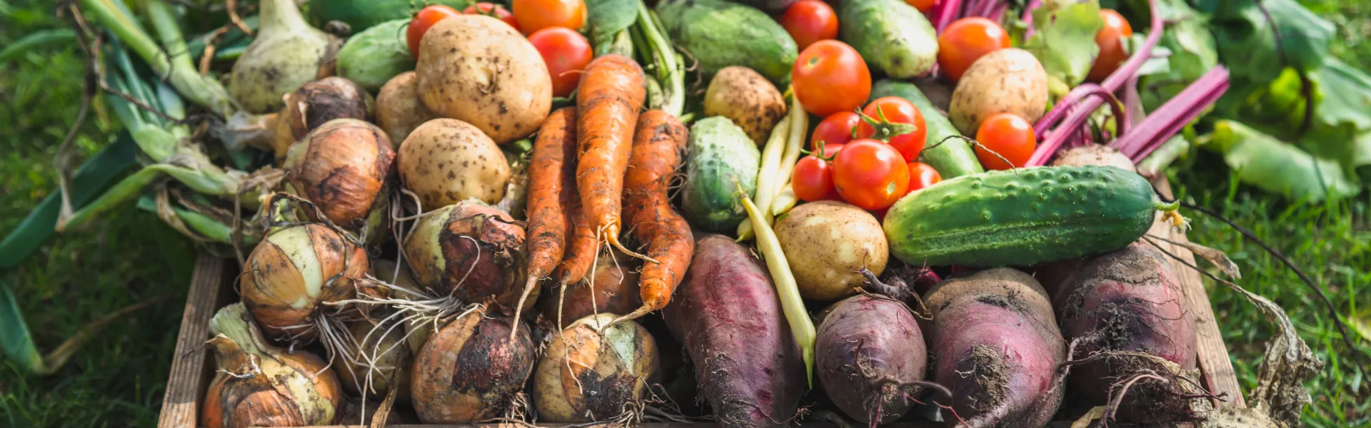 « Jeu de l’oie » du potager