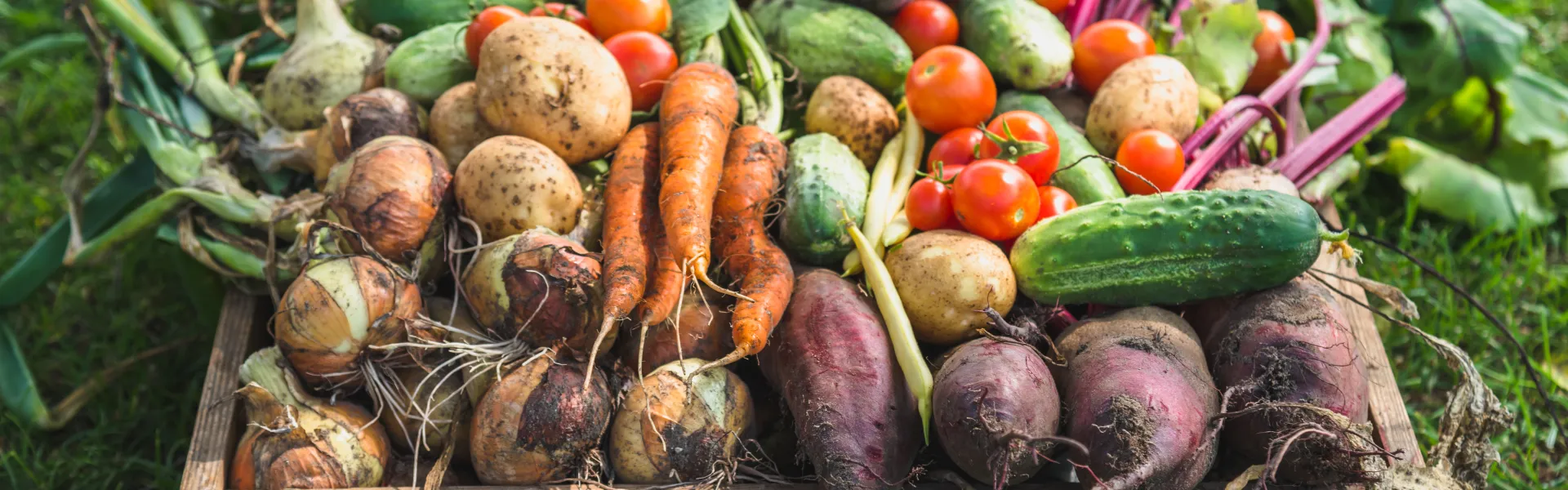 LEGUMES DU POTAGER