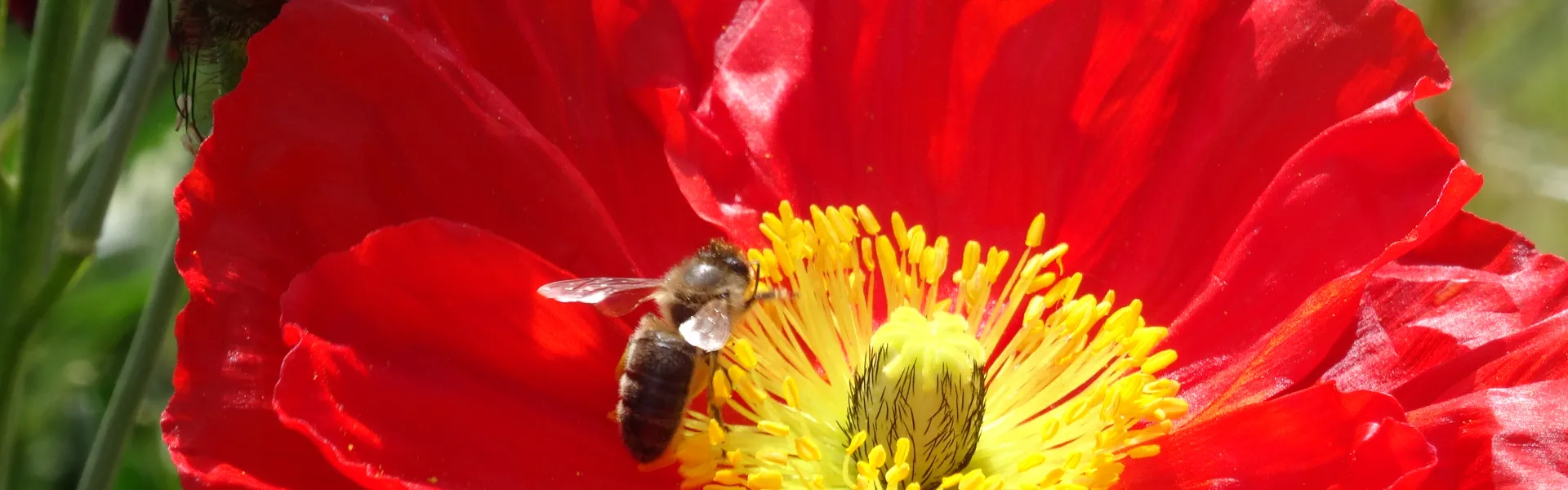 Abeille