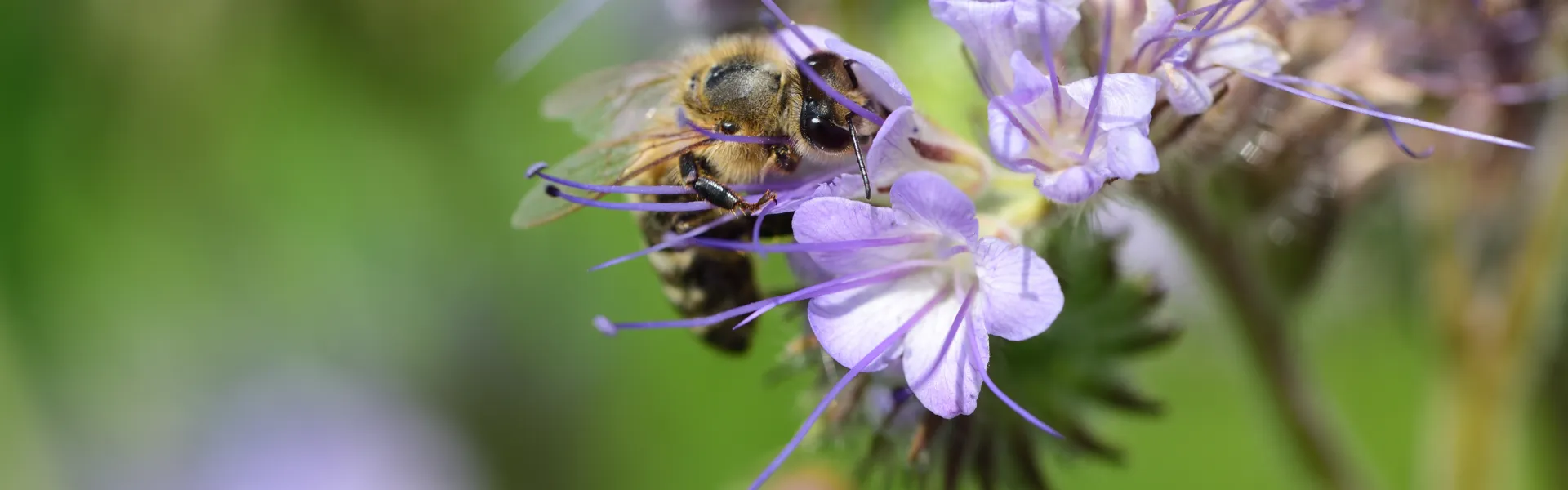 Abeilles & plantes mellifères au jardin