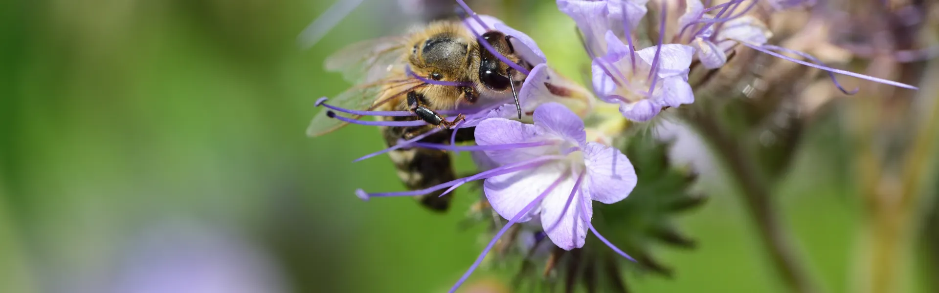 Abeilles & plantes mellifères au jardin