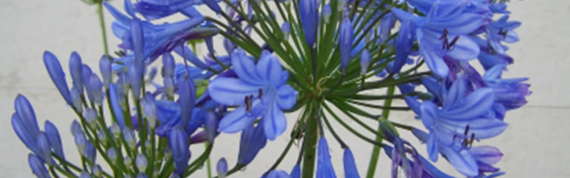 bleue