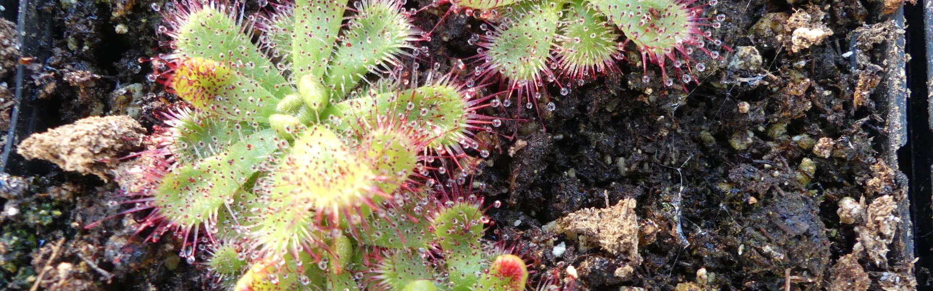 À la découverte des plantes carnivores 