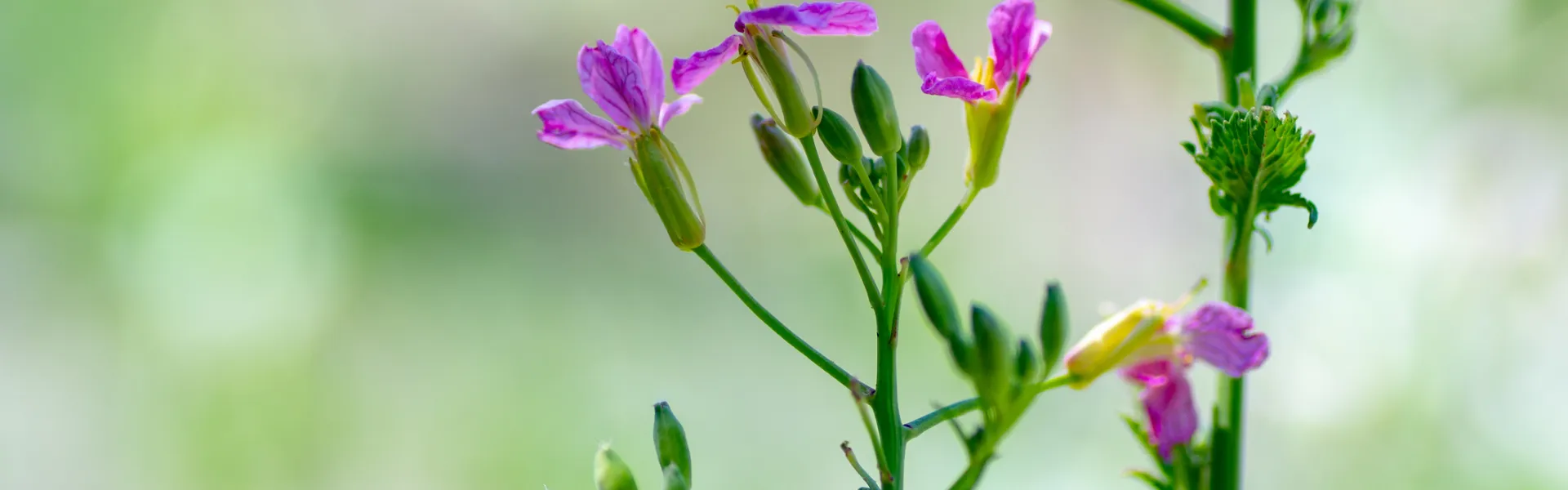 Fleurs sauvages de trèfle et de papillon 