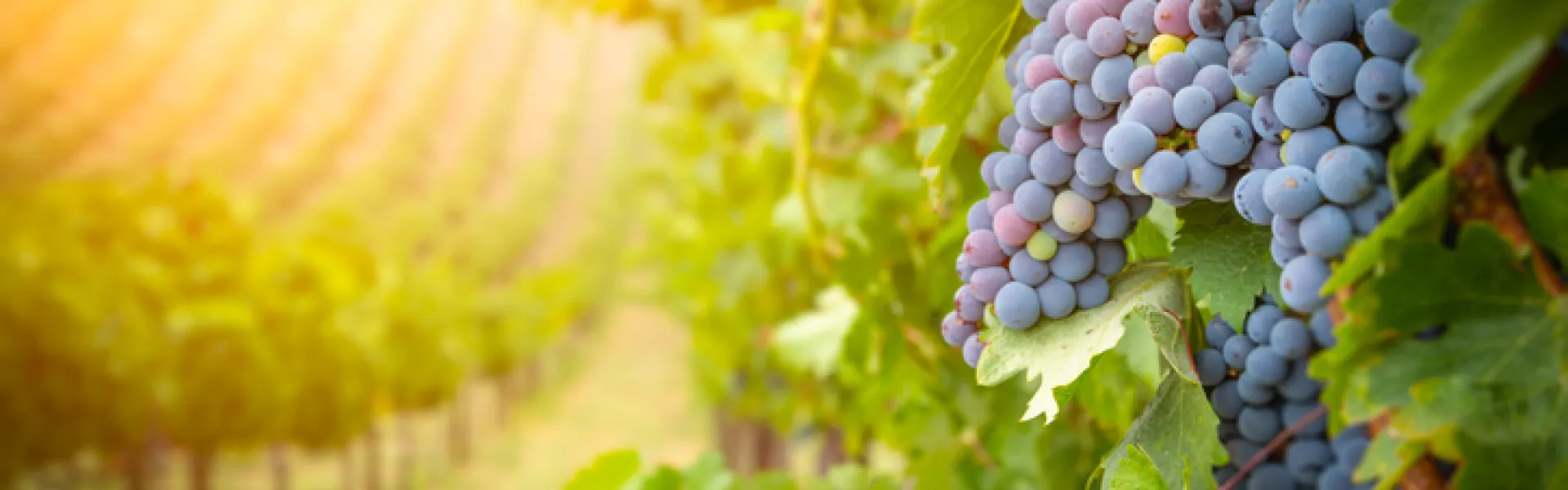 Vigne raisins 