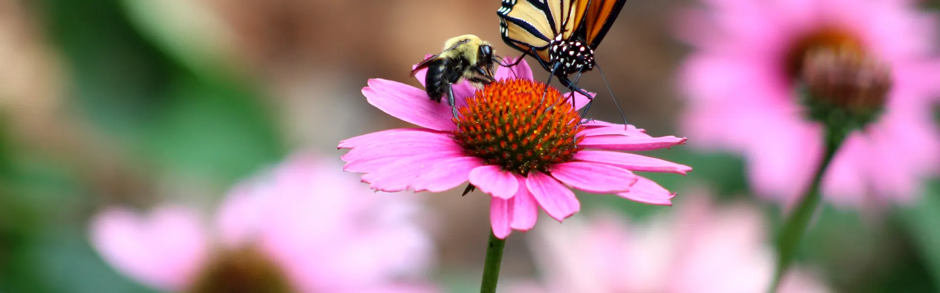 insctes pollinisateurs