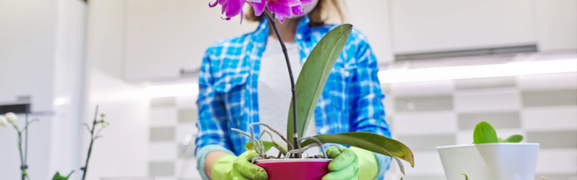 rempotage d'un plant d'orchidée