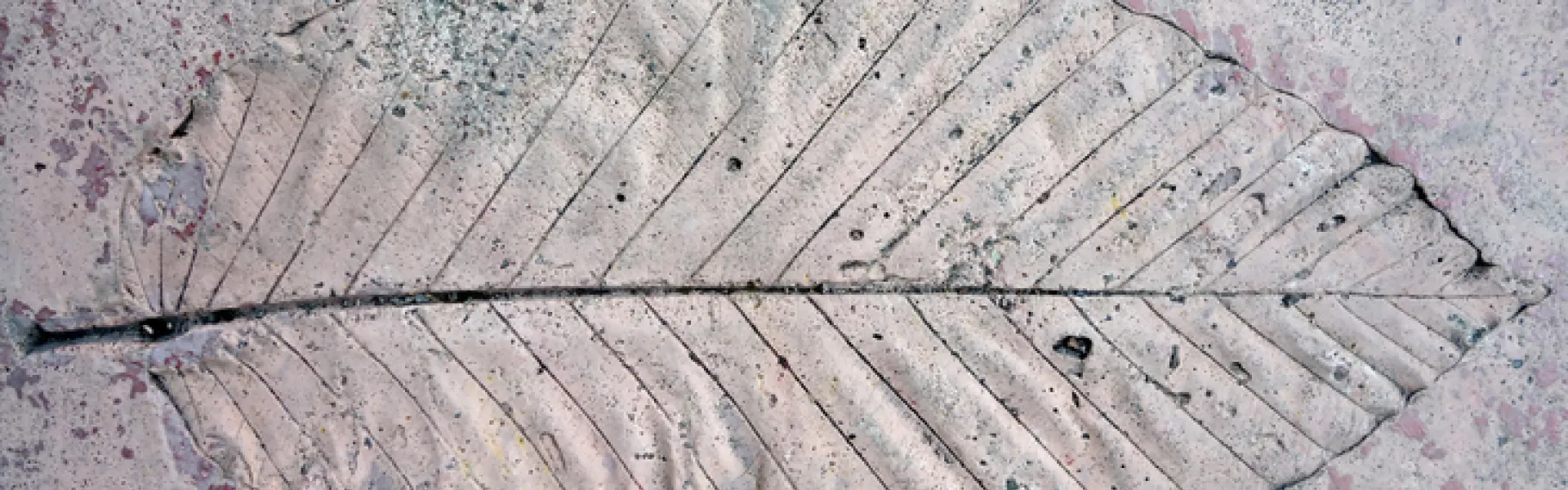 Feuille unique estampillée sur du béton grunge