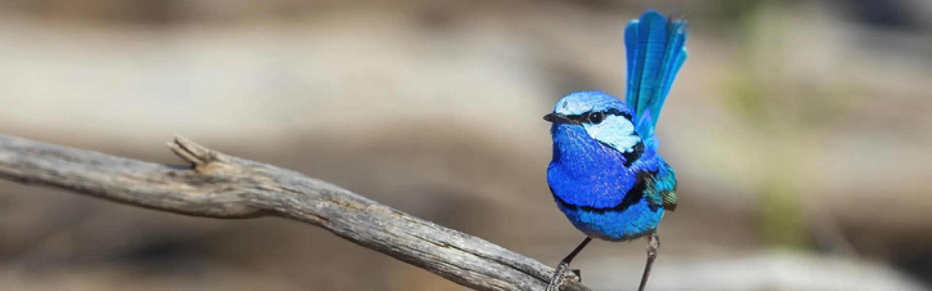 Petit oiseau bleu 