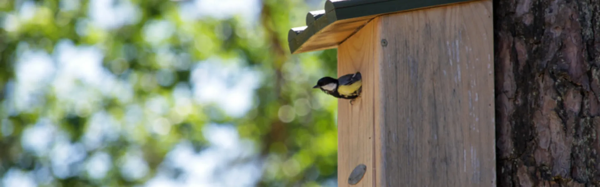 nichoir à oiseau 