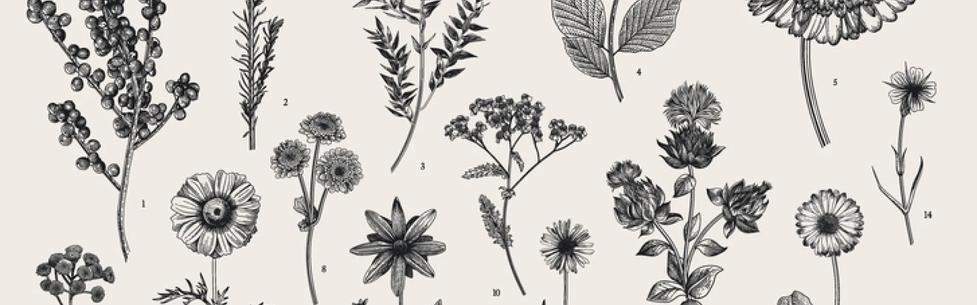 Fleurs, baies et feuilles d’automne