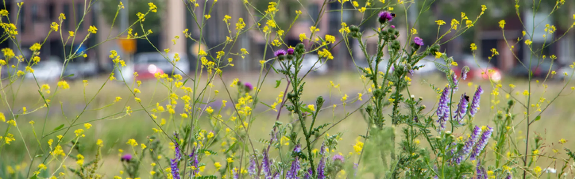 Fleurs dans la ville 