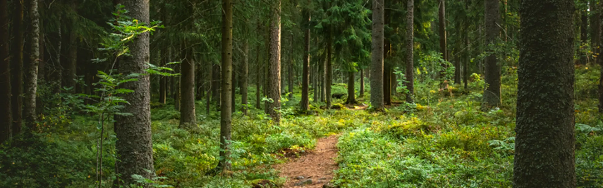  paysage forestier avec des pins et de la mousse verte 