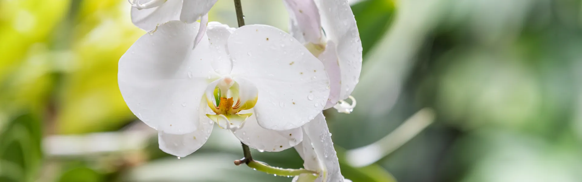 orchidee