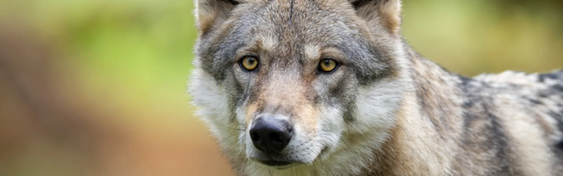 Loup 
