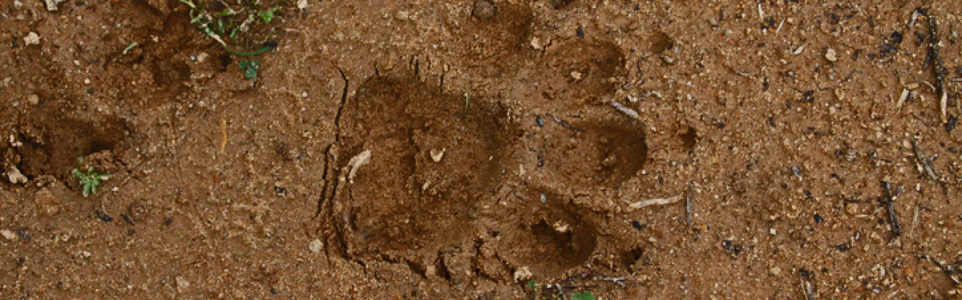 empreinte animale dans la boue