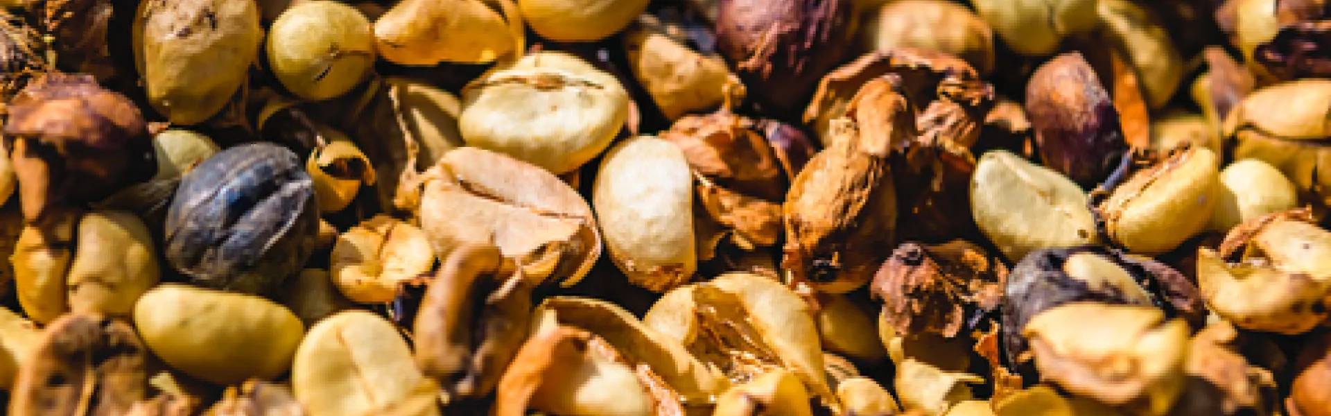 Grains de café avec cosses 