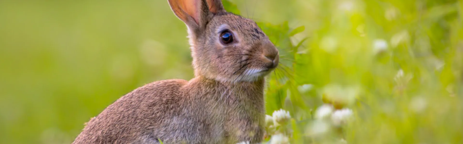 Lapin 