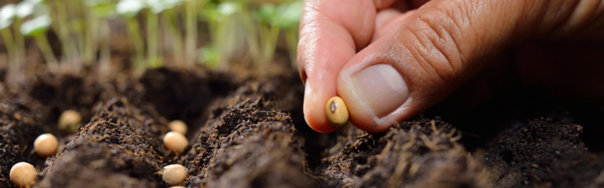 main plantant des graines