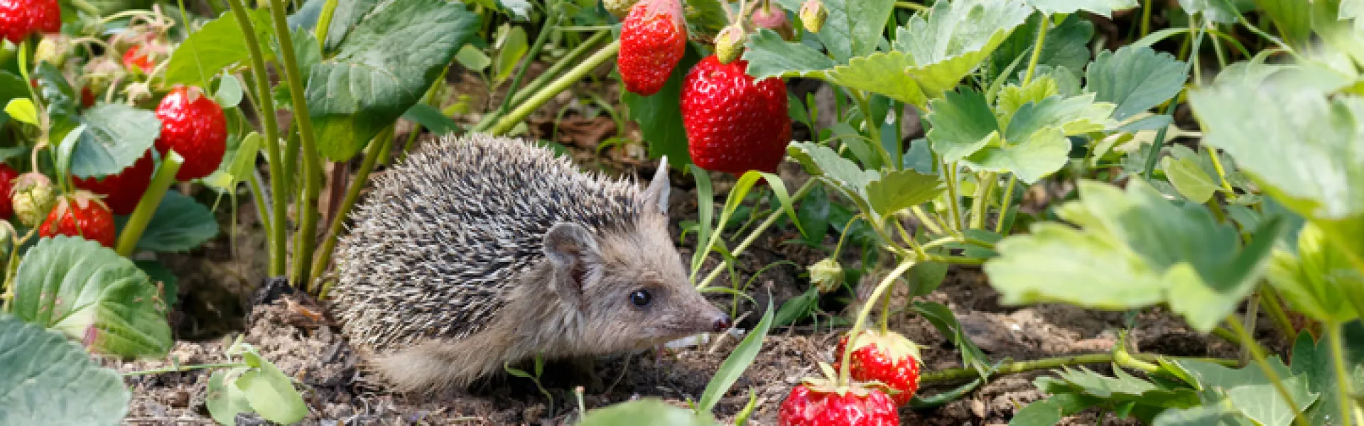 Hérisson dans le jardin 