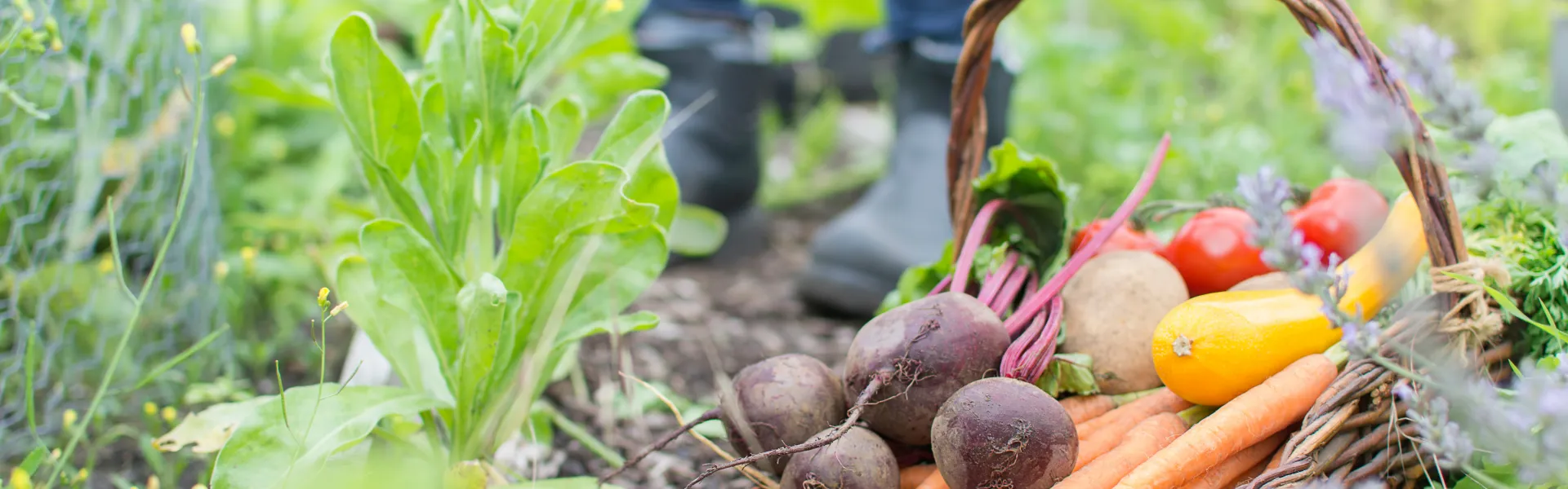 Jeux autour des plantes utilitaires et légumes du jardin 