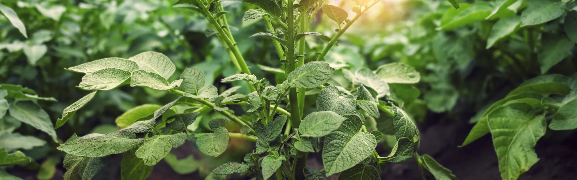 Plantation d’un légume racine