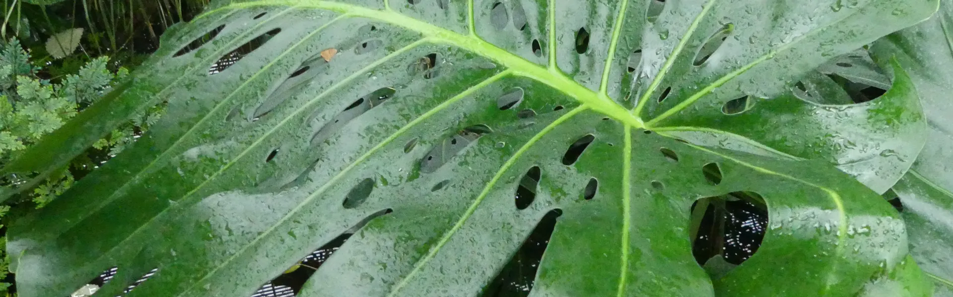 monstera