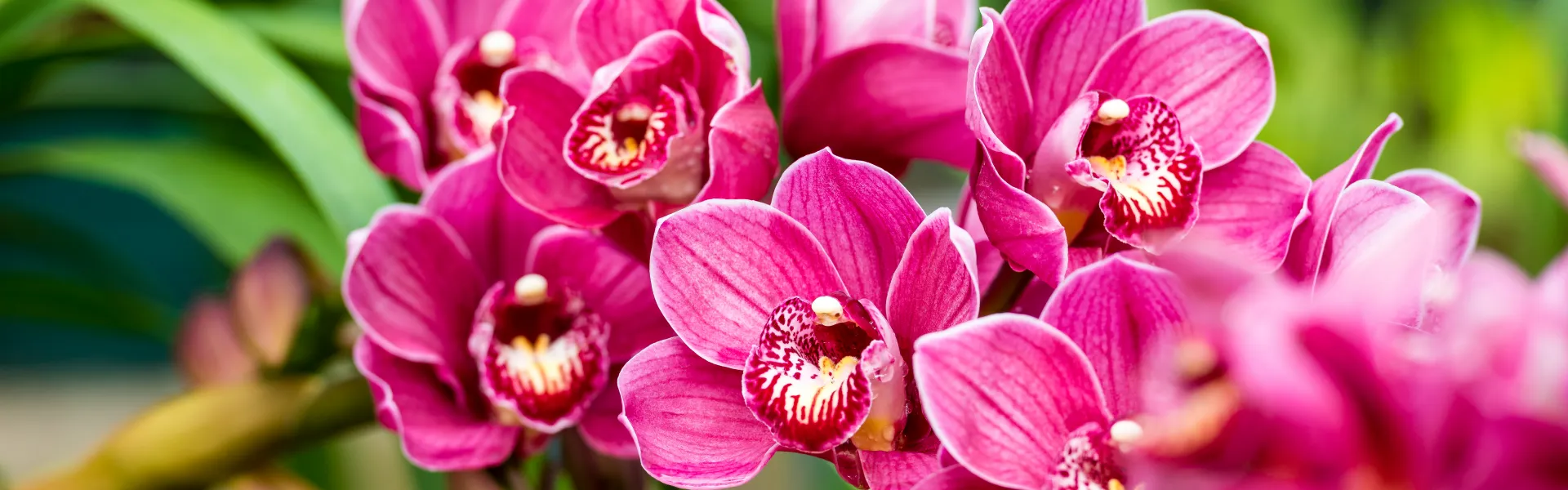 orchidées