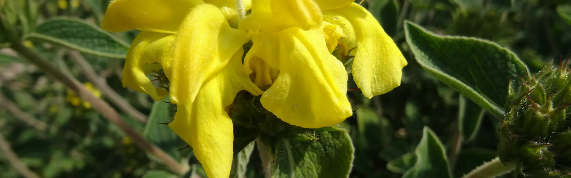phlomis