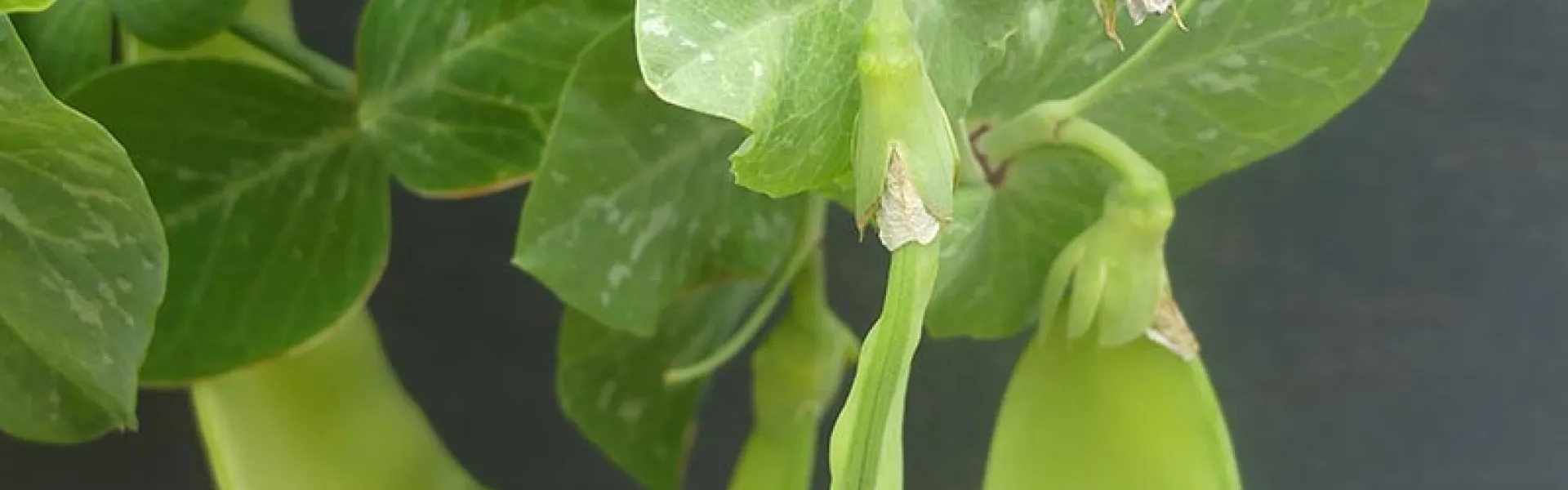 poismangetout