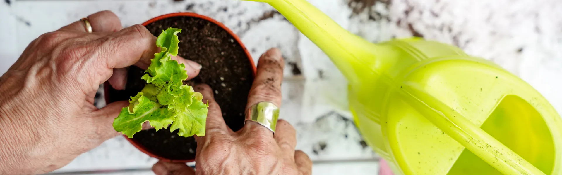 Rempotage de plantes potagères