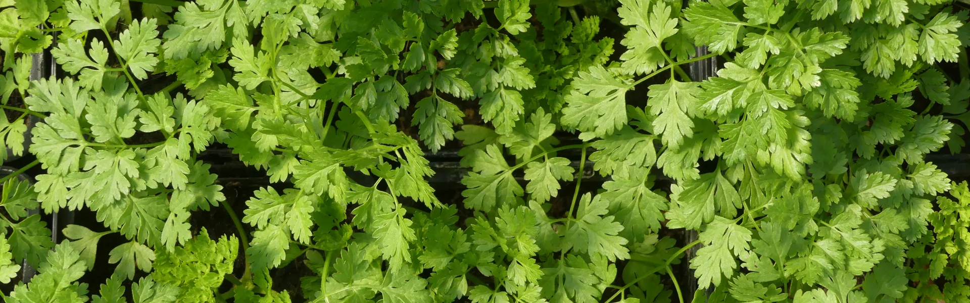 Les feuilles comestibles