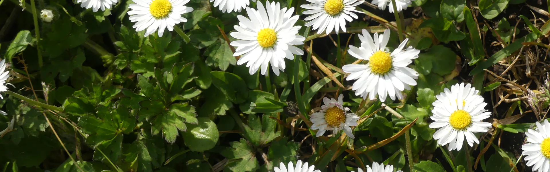 Les fleurs comestibles