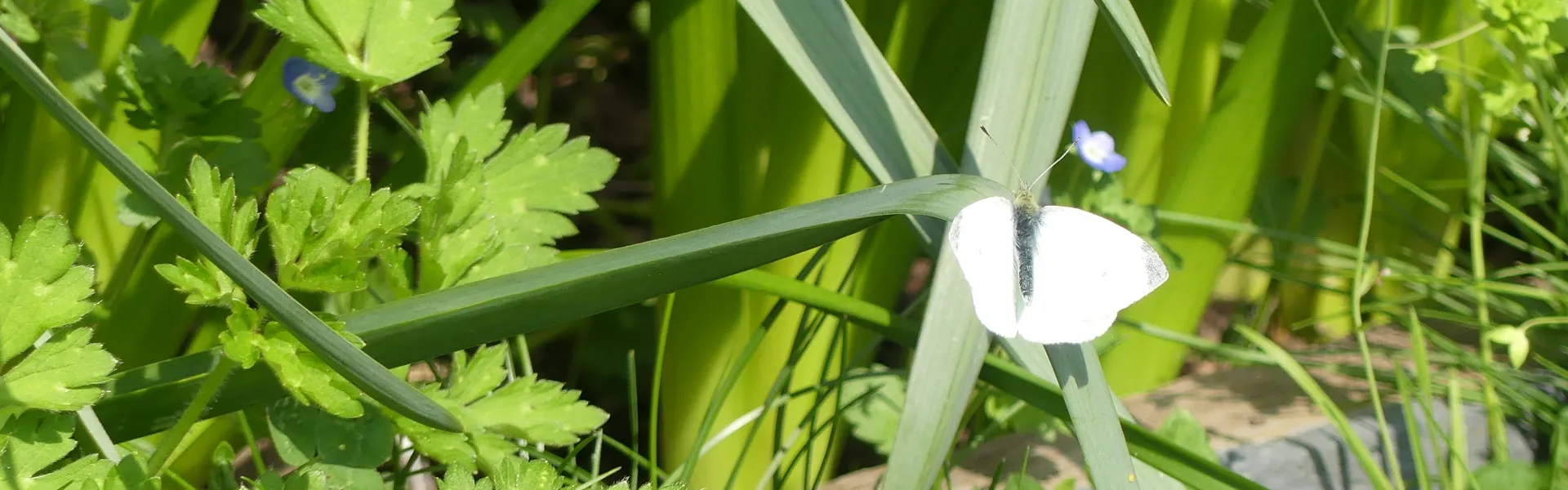 La gestion écologique et les aménagements favorables à la biodiversité au verger