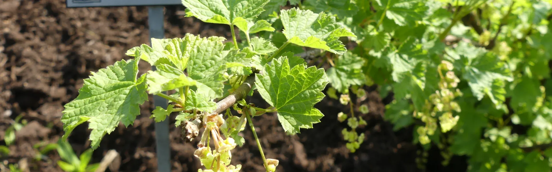 Découverte de la diversité fruitière en arbres et petits fruits du verger 