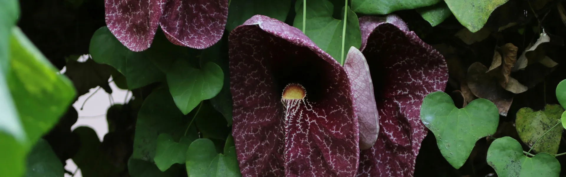aristolochia