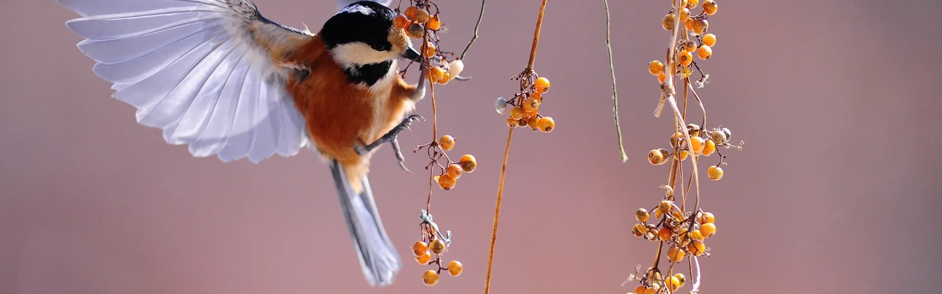 oiseaux