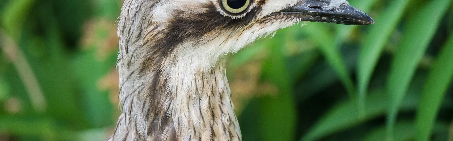 Œdicnème criard