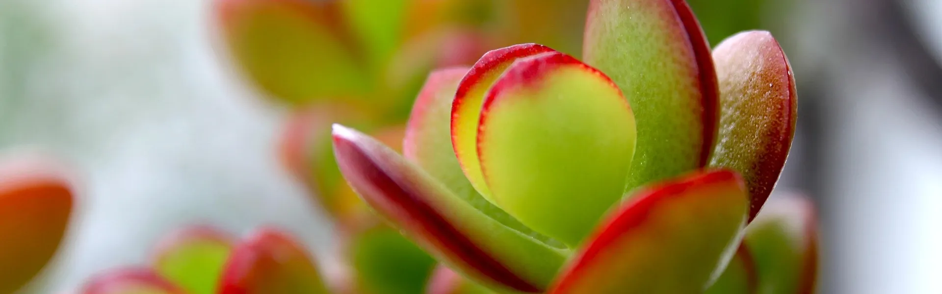 plante grasse