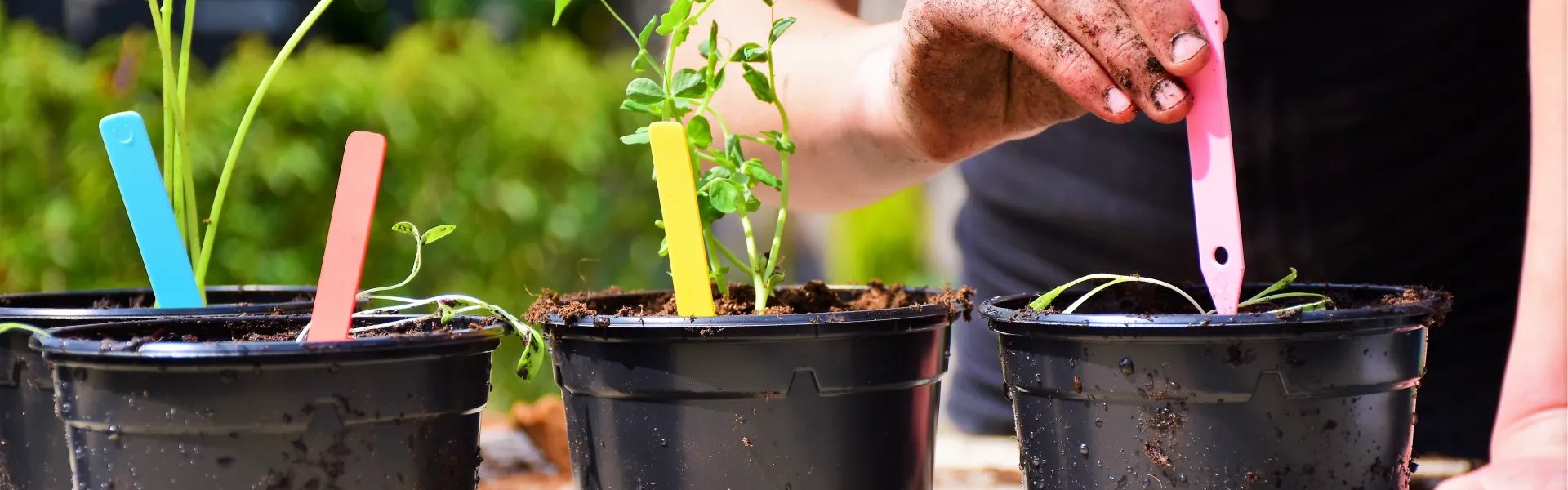 La culture de fleurs comestibles