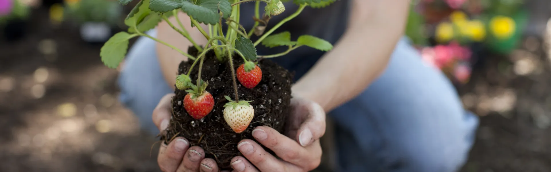 Les fruits et graines comestibles 