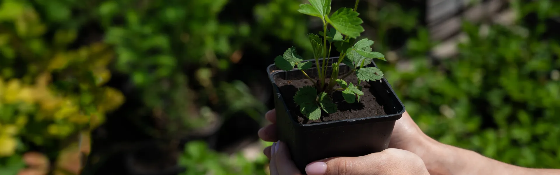 De la graine à la plante 