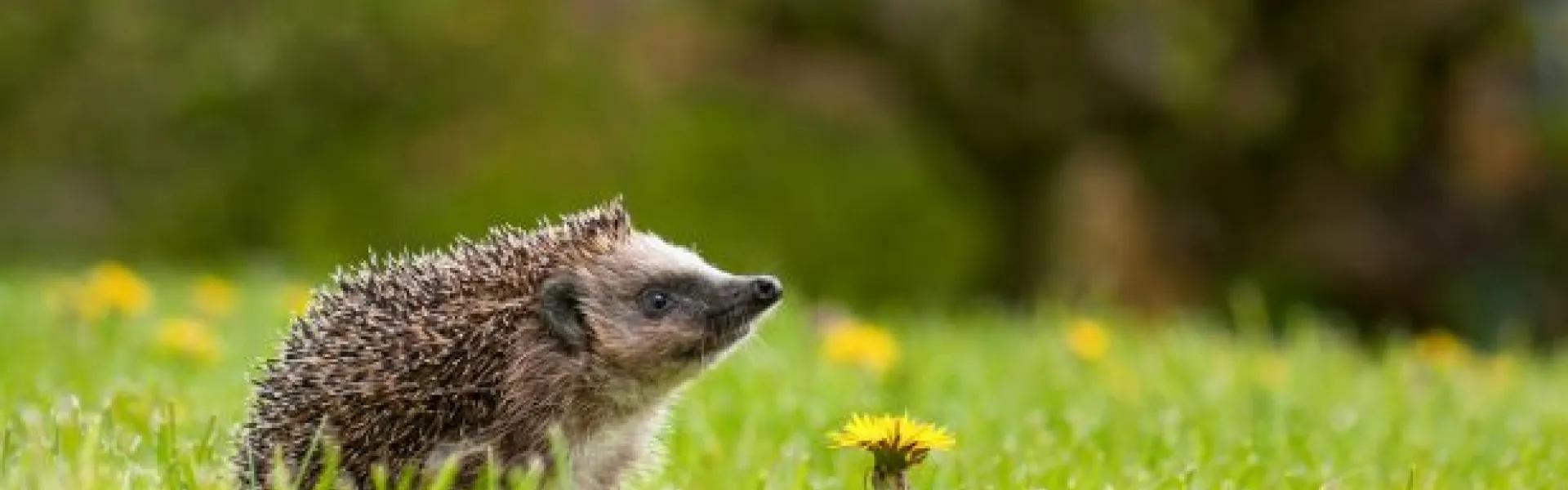 Présentation du hérisson