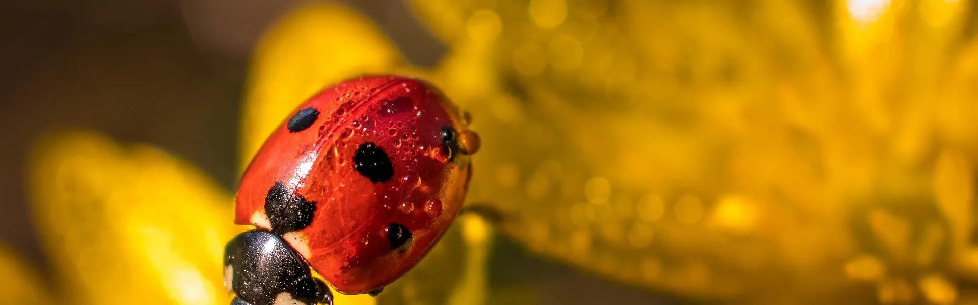 coccinelle