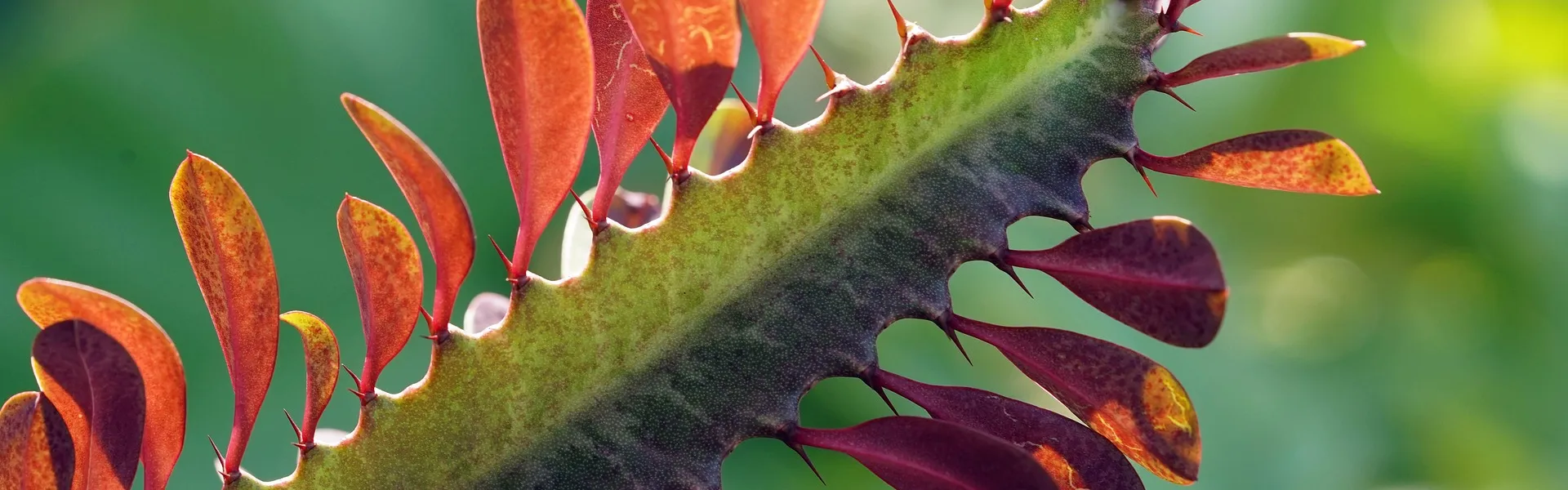 cactus fleuri