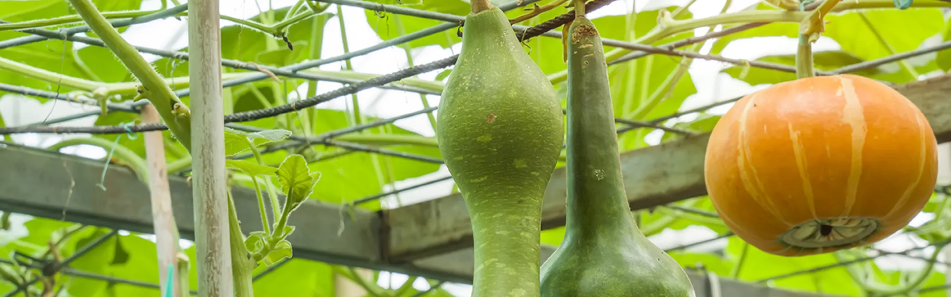 Tonnelle gourmande de légumes 