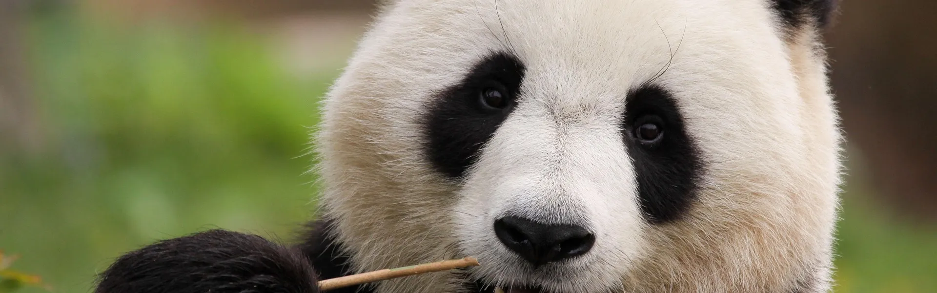panda